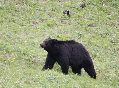 Explore Roadside Nature- Yellowstone NP Black Bear